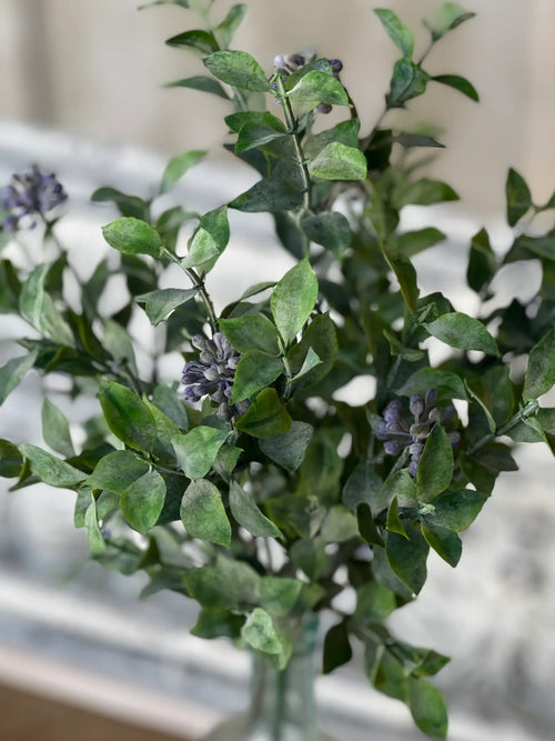 Lavender Bud Beauties Bush