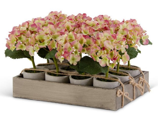 Potted Mini Pink & Green Hydrangea