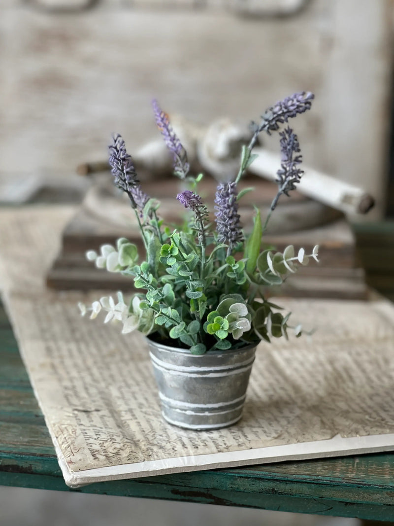 Potted Laughing Lavender