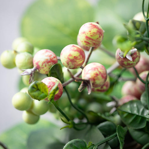 Berry Foliage Collection