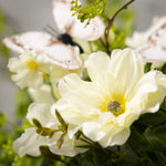 Botanical Dahlia Collection